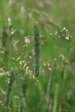 Смотреть изображение Phleum pratense