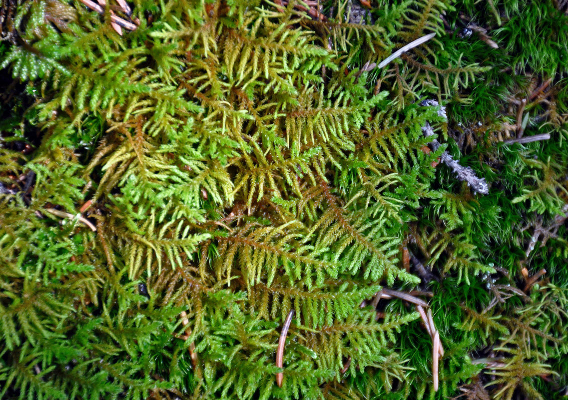 Image of Abietinella abietina specimen.