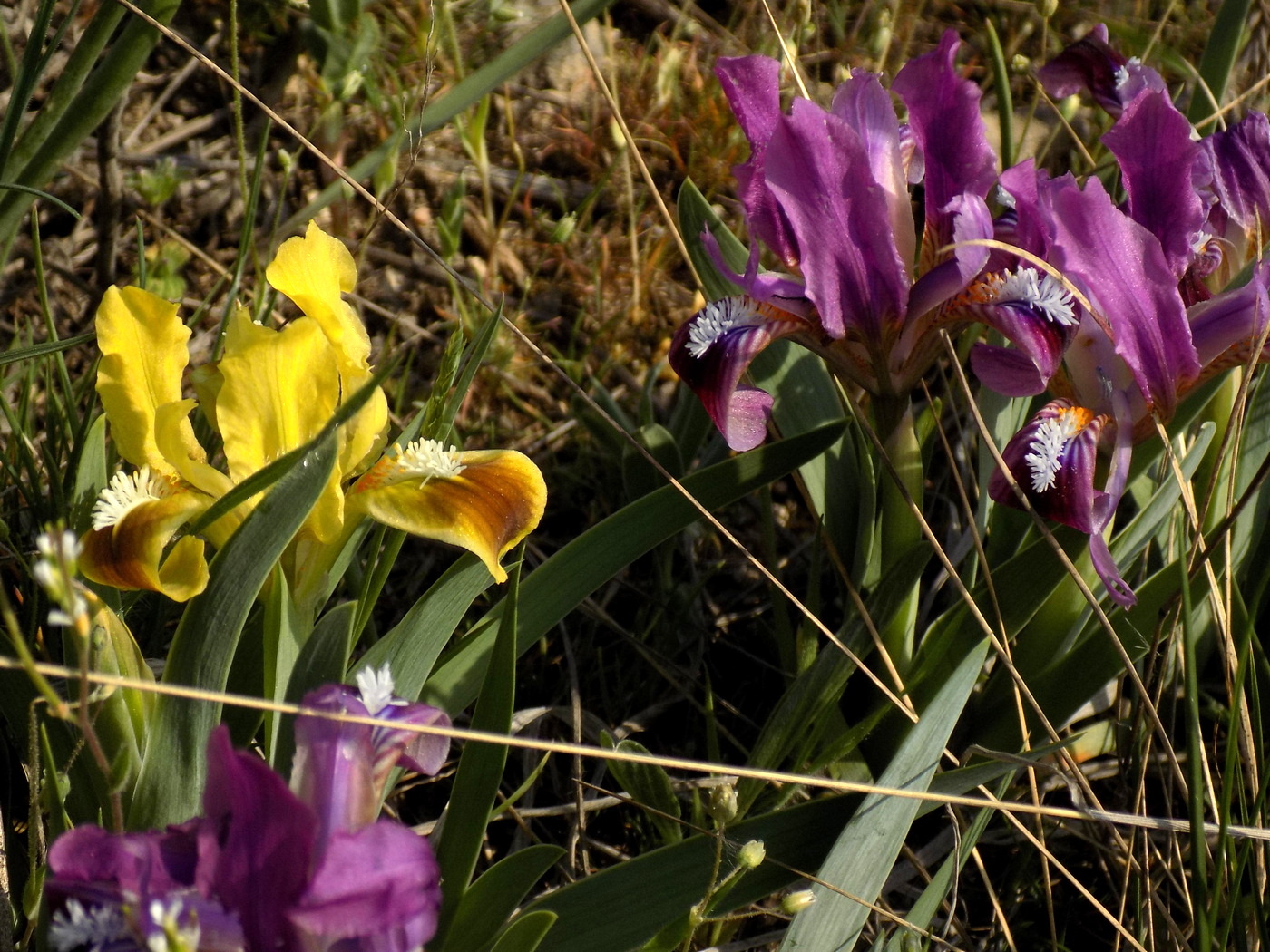 Image of Iris pumila specimen.