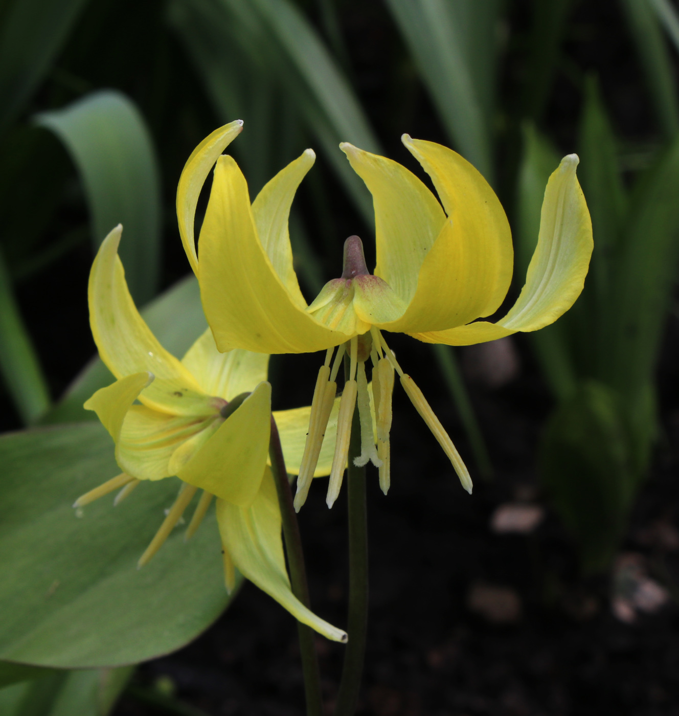 Изображение особи Erythronium tuolumnense.