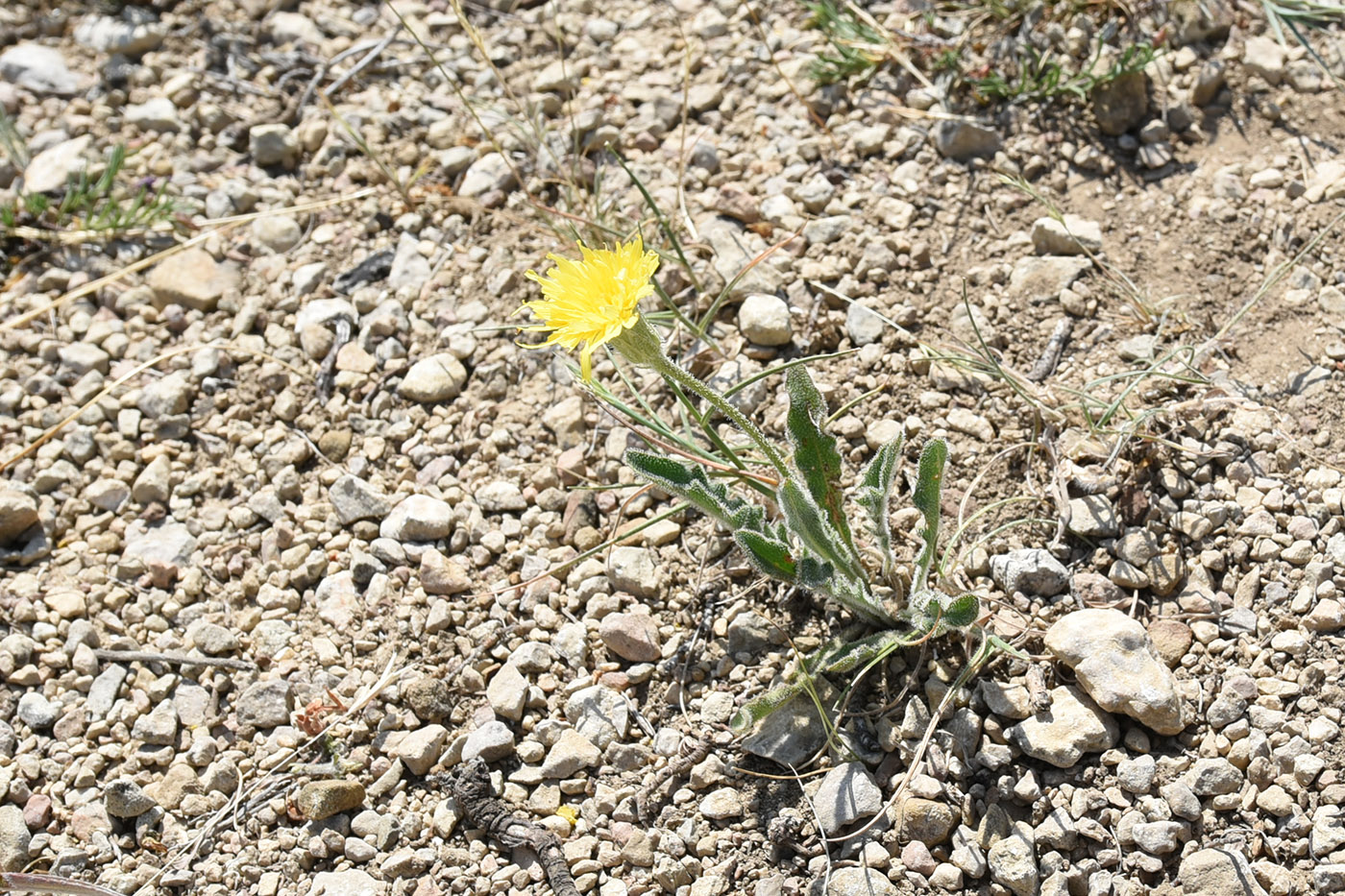 Изображение особи Leontodon biscutellifolius.