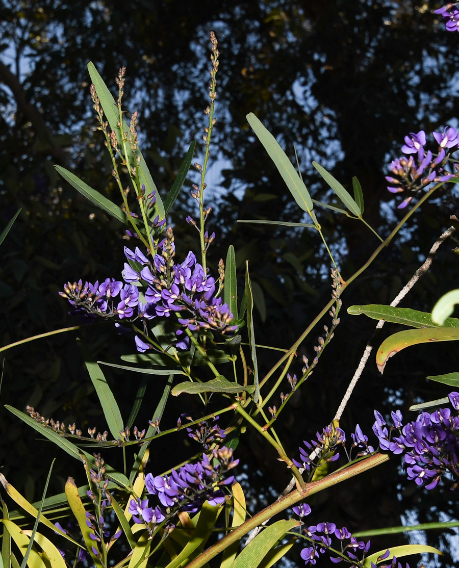 Image of Hardenbergia comptoniana specimen.