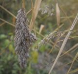 Phragmites australis