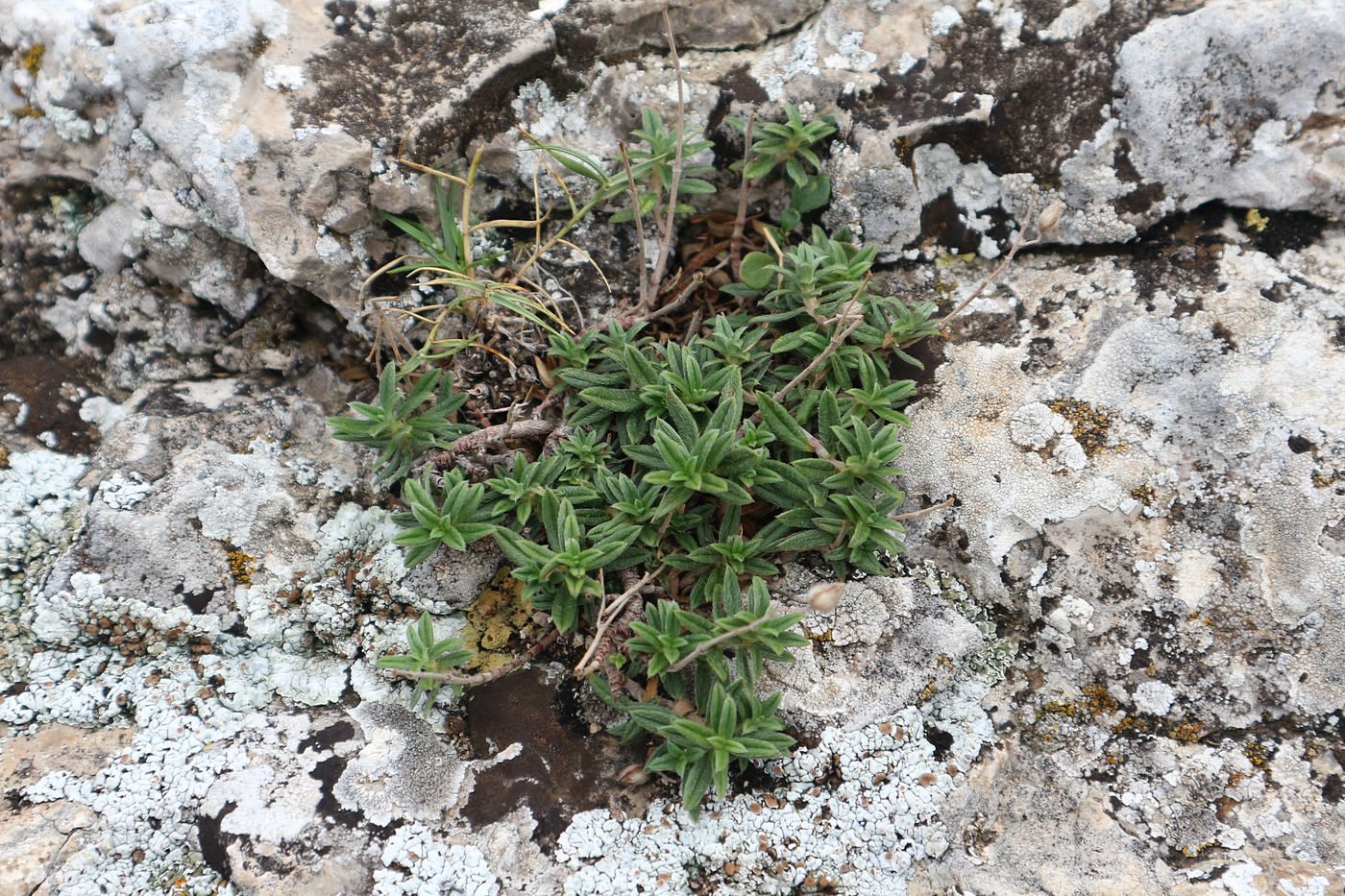 Image of familia Cistaceae specimen.