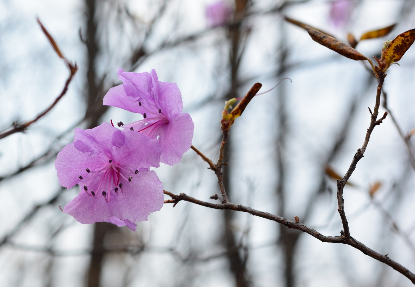 Изображение особи Rhododendron mucronulatum.