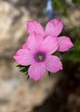 Linum pubescens. Цветок. Израиль, лес Бен-Шемен. 26.04.2019.