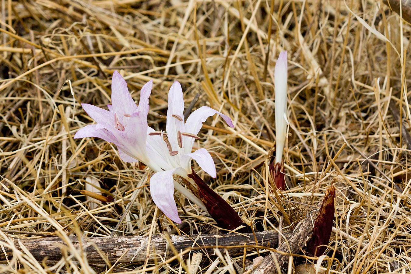 Image of Colchicum macrophyllum specimen.