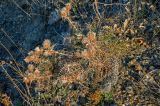 Lamyra echinocephala. Плодоносящее растение. Крым, гора Южная Демерджи, каменистый склон. 31.10.2021.