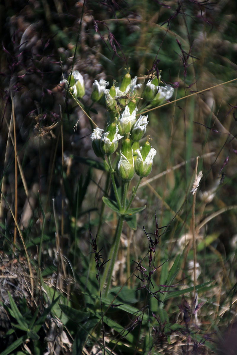 Image of Cerastium maximum specimen.