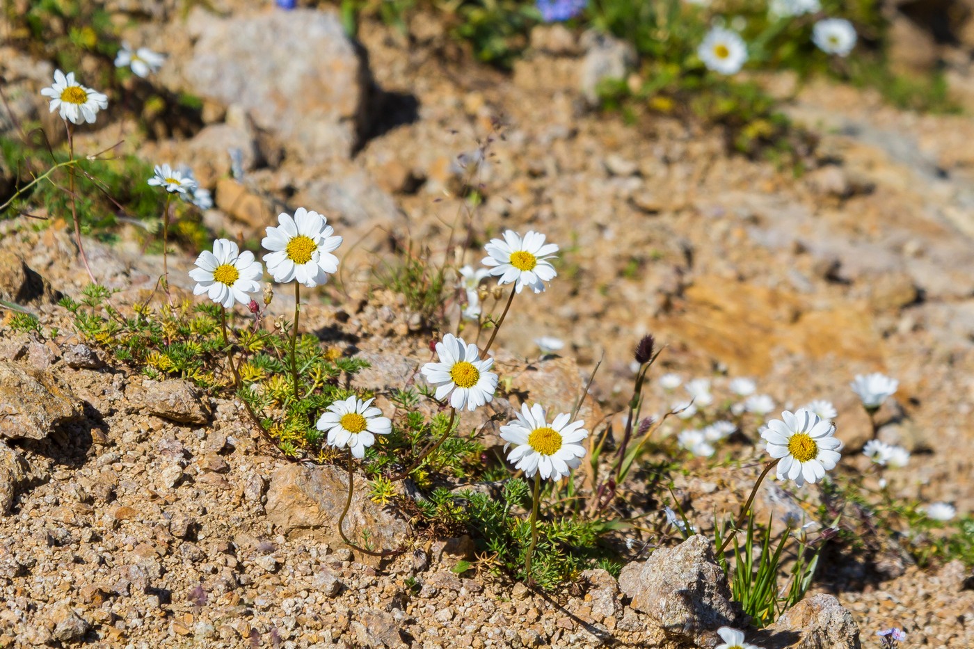 Изображение особи Tripleurospermum caucasicum.