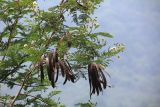 Leucaena leucocephala. Ветви с соцветиями и соплодиями. Бутан, дзонгхаг Тронгса, национальный парк \"Jigme Singye Wangchuck\". 09.05.2019.