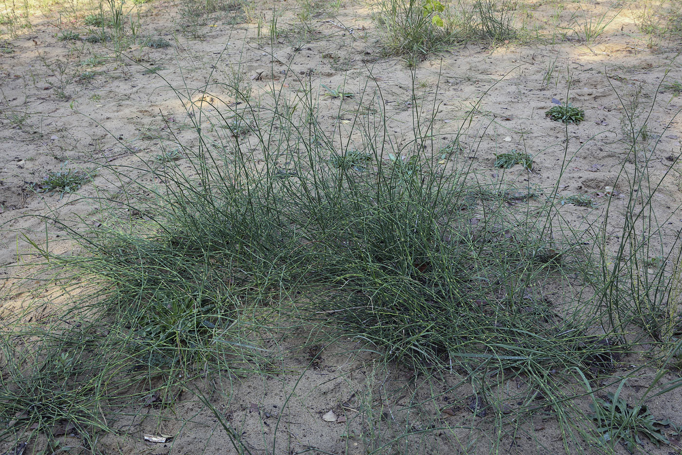 Image of Equisetum ramosissimum specimen.