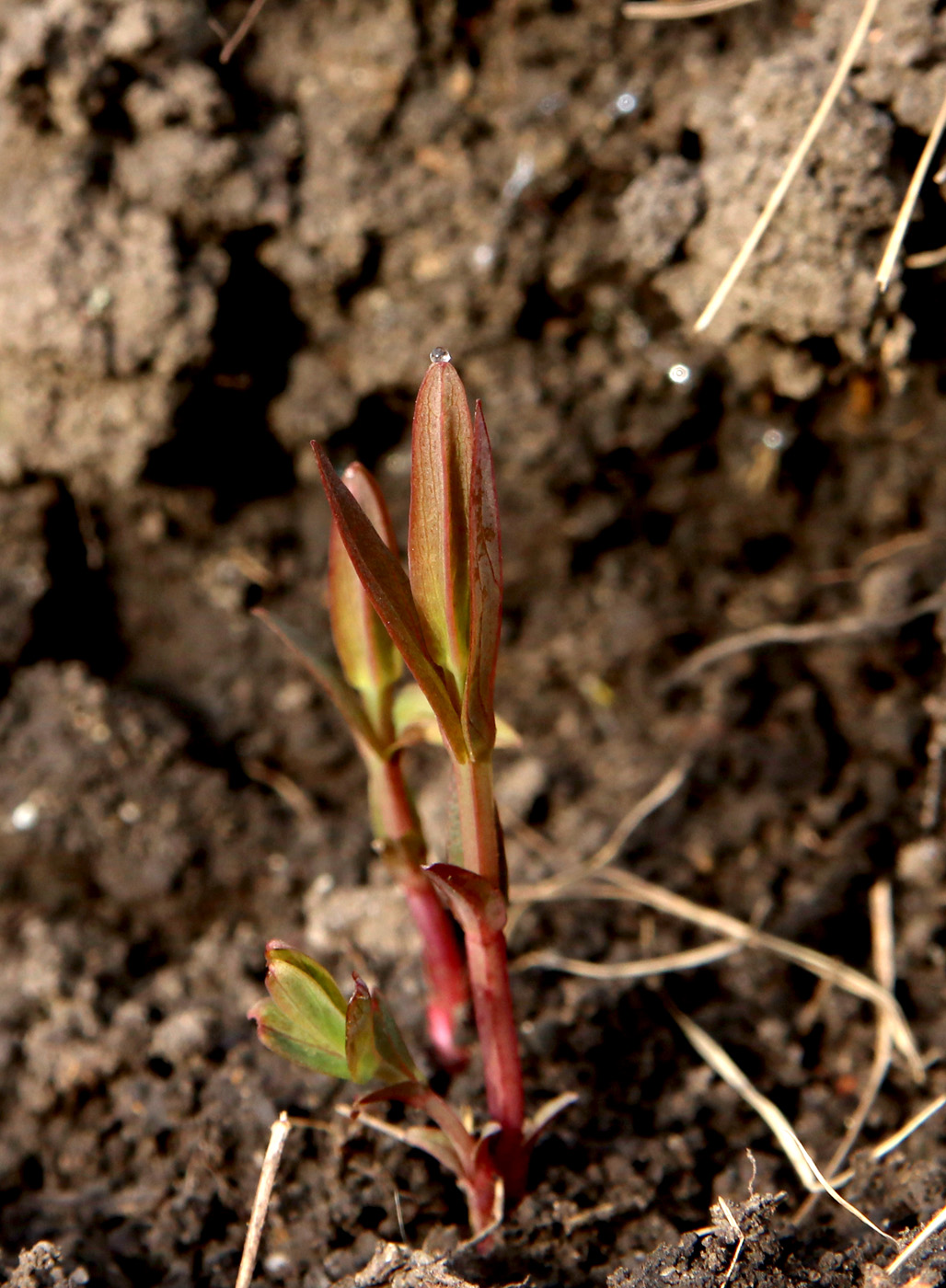 Image of Hypericum ascyron specimen.