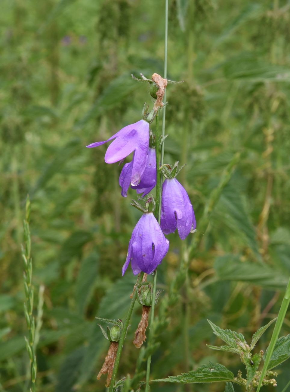 Изображение особи Campanula rapunculoides.