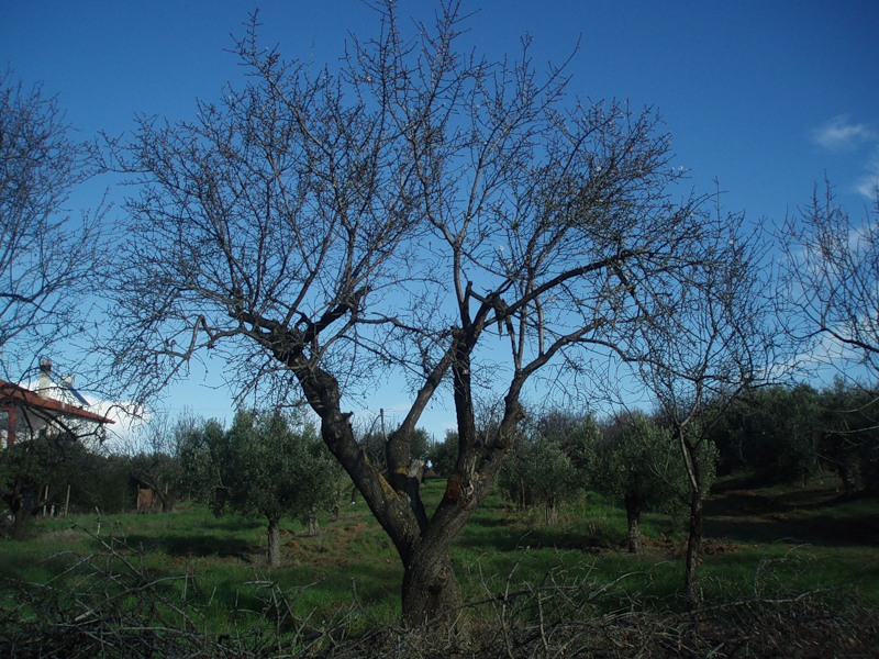 Изображение особи Amygdalus communis.