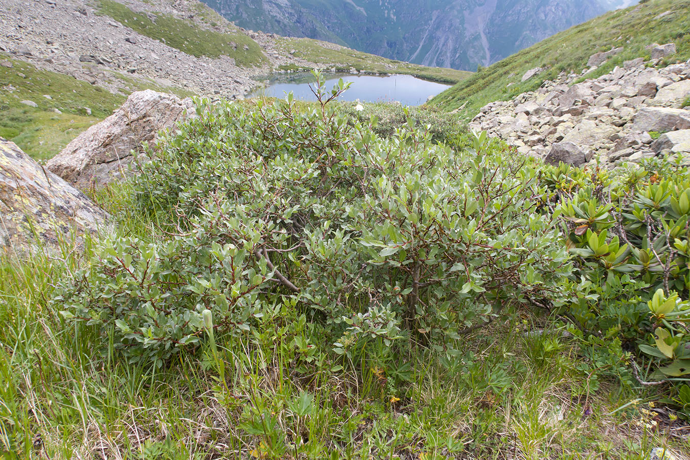 Изображение особи Salix kuznetzowii.