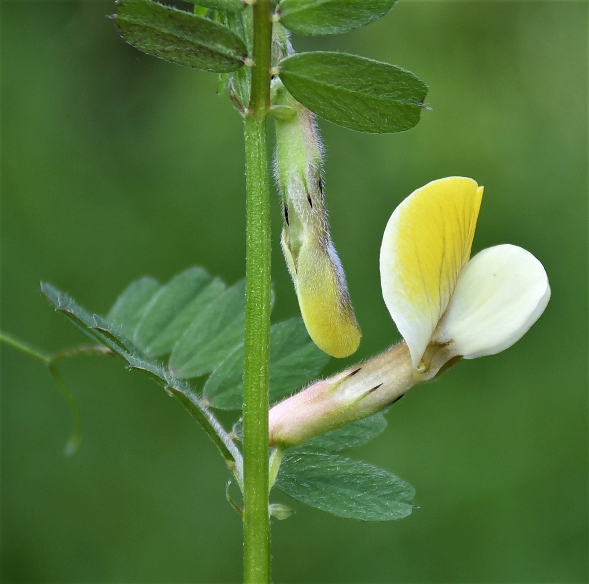 Изображение особи Vicia hybrida.