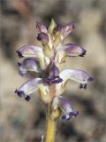 Orobanche cumana