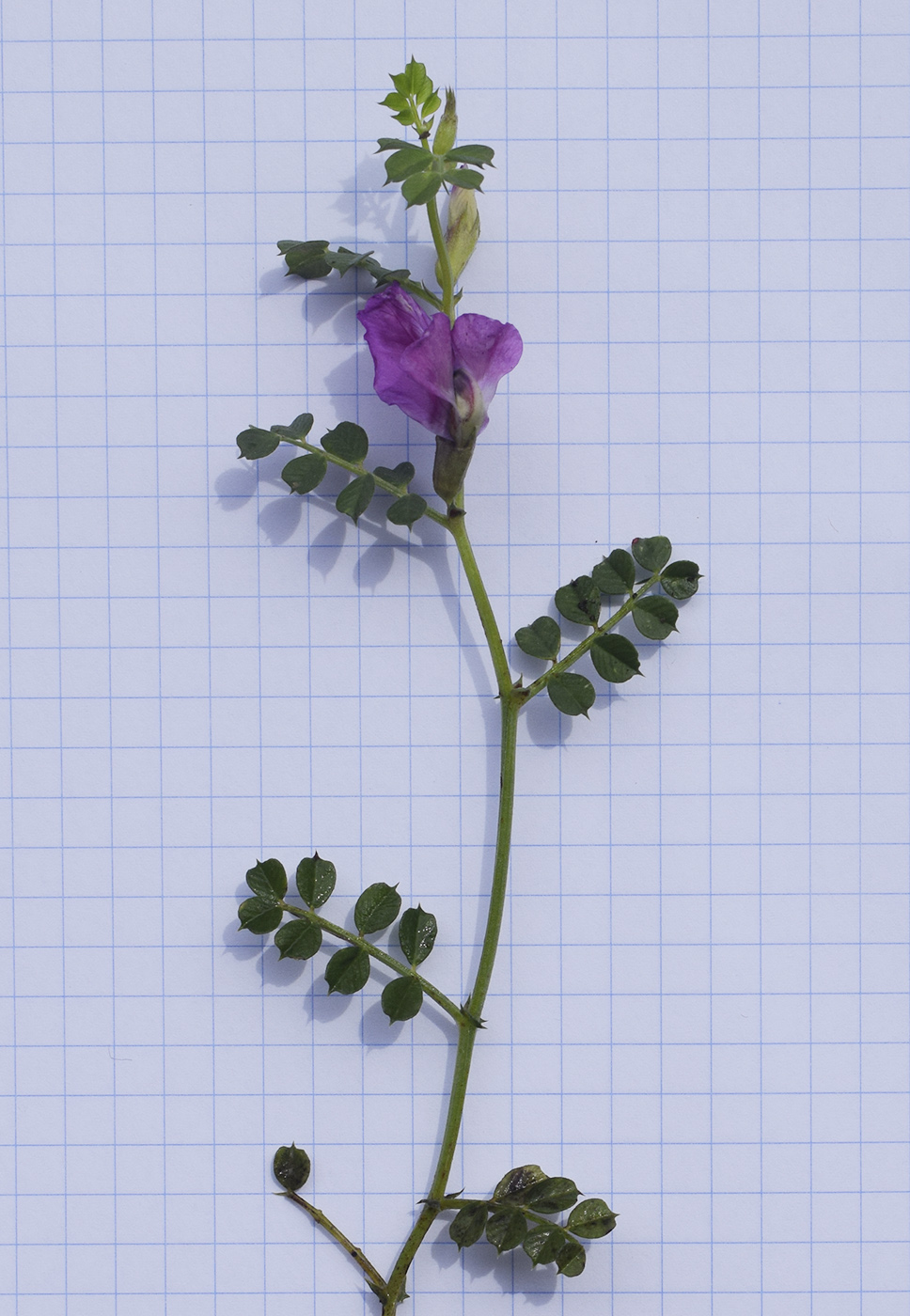 Image of Vicia pyrenaica specimen.