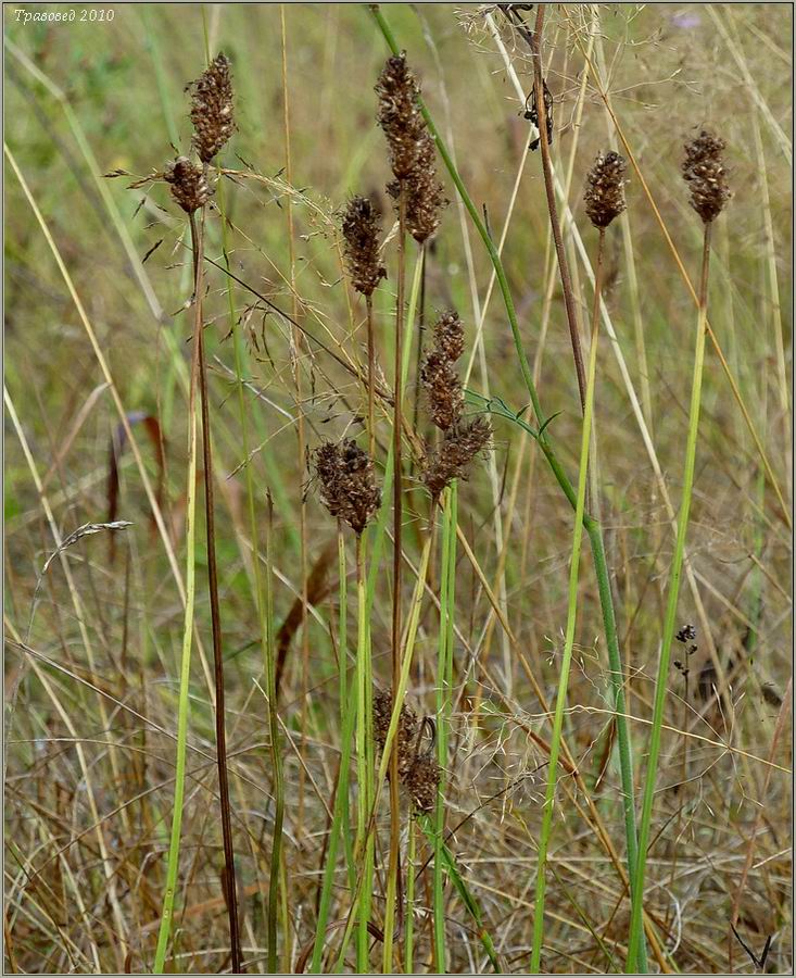 Image of Plantago lanceolata specimen.