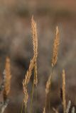 familia Poaceae. Верхушки растений с соплодиями. Астраханская обл., Ахтубинский р-н, окр. горы Большое Богдо, полынно-злаковая степь. 19.07.2023.