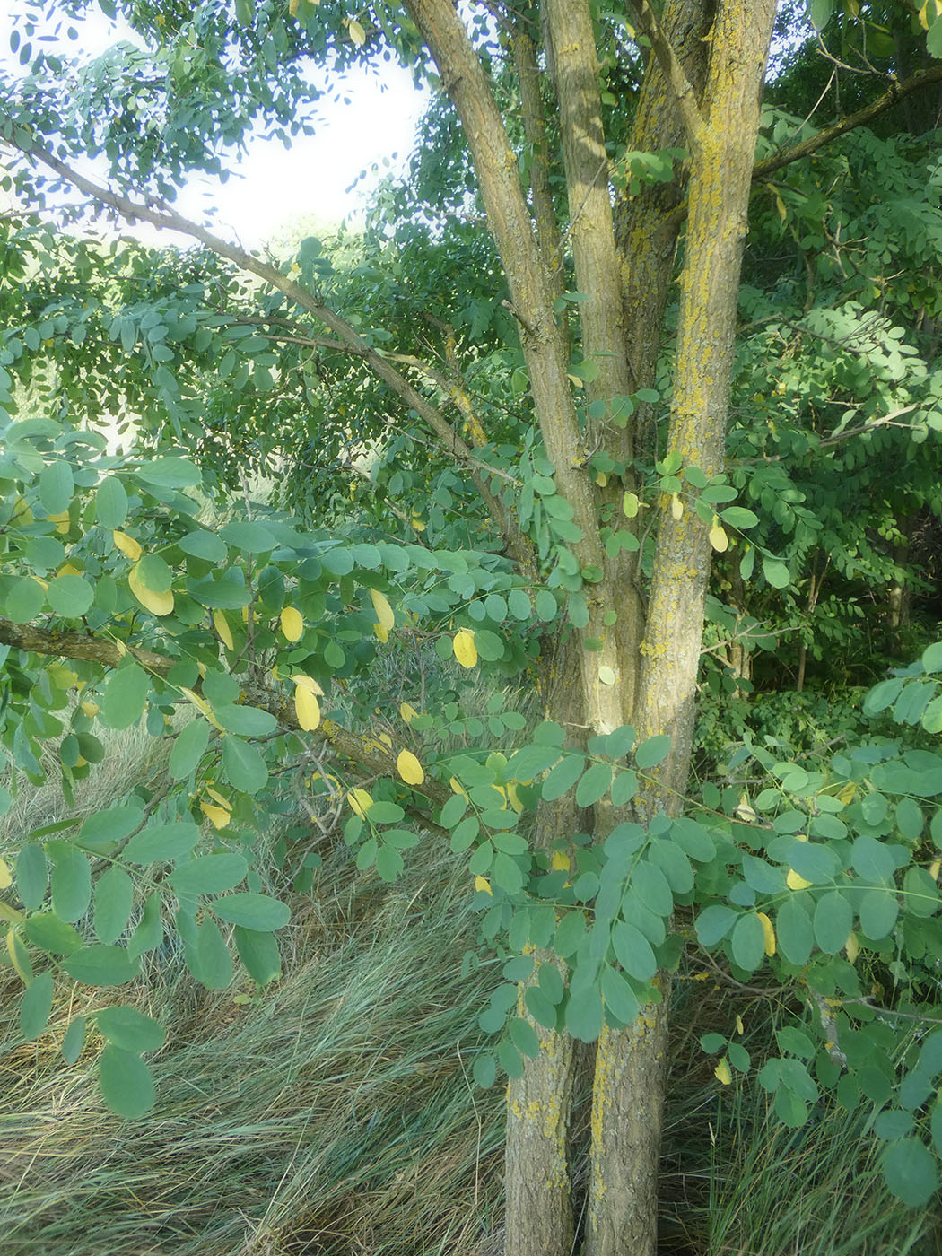 Image of Robinia pseudoacacia specimen.