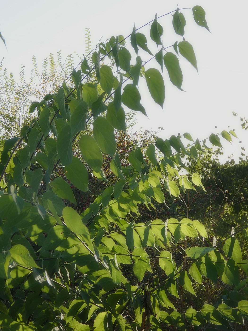 Image of genus Celtis specimen.