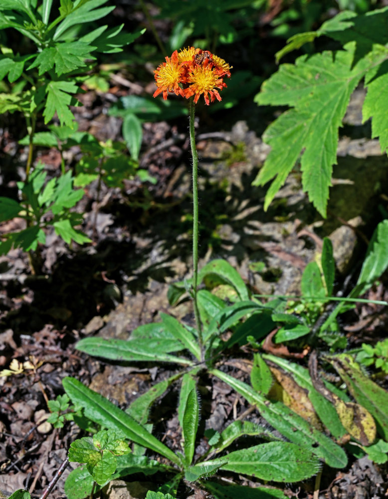 Image of Pilosella aurantiaca specimen.