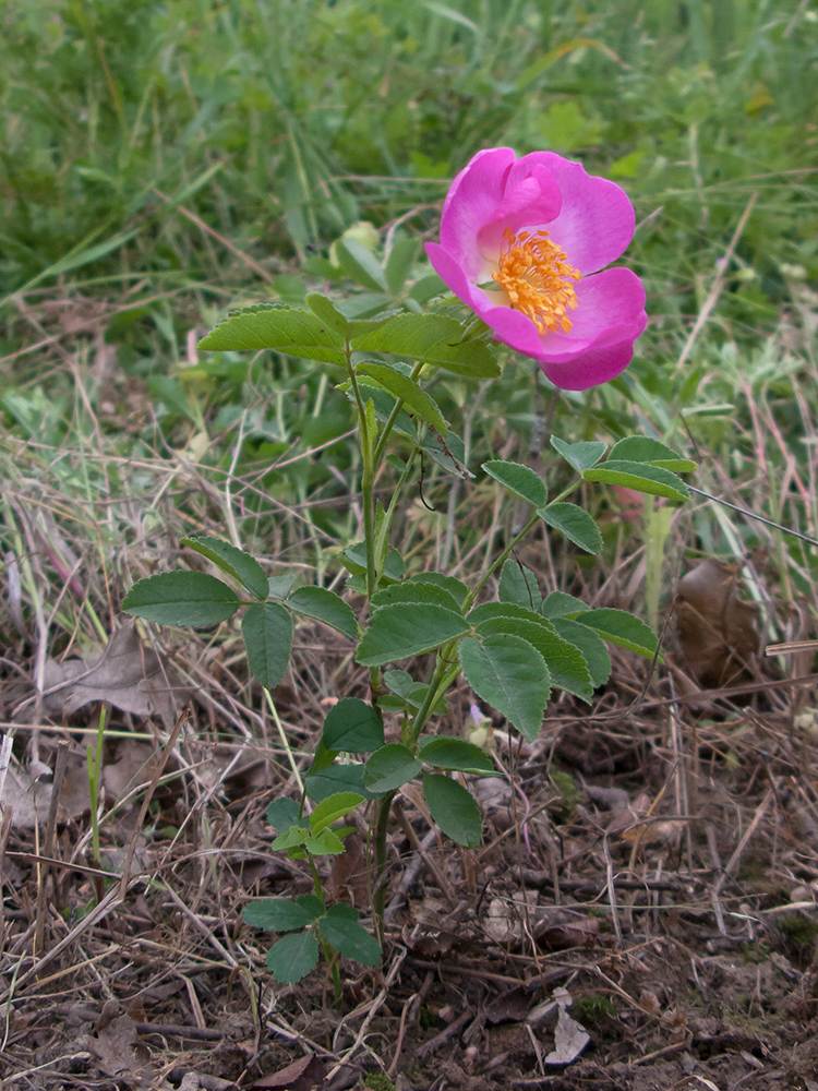 Image of Rosa gallica specimen.