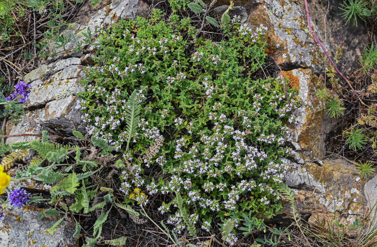 Изображение особи род Thymus.