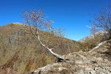 Betula litwinowii