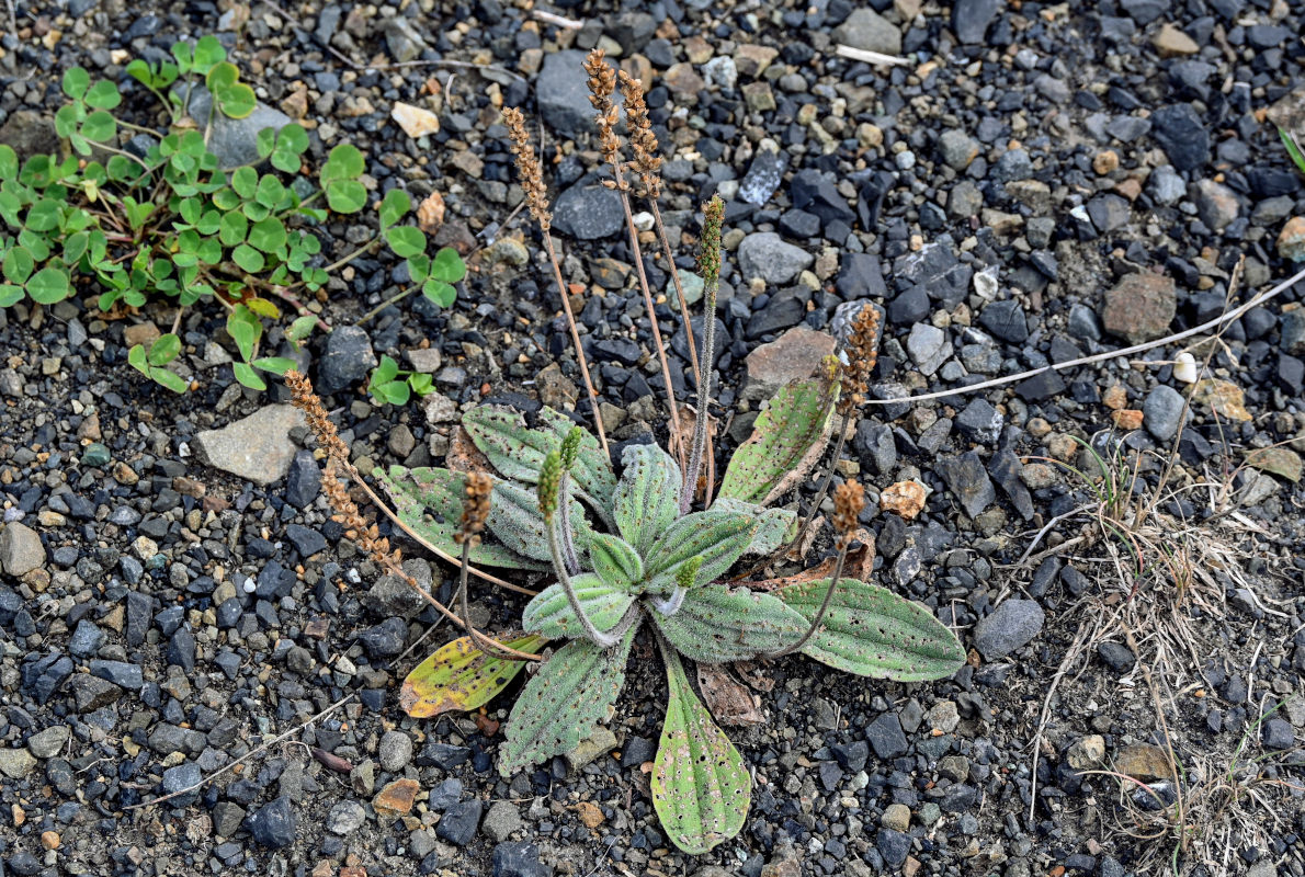 Изображение особи Plantago camtschatica.