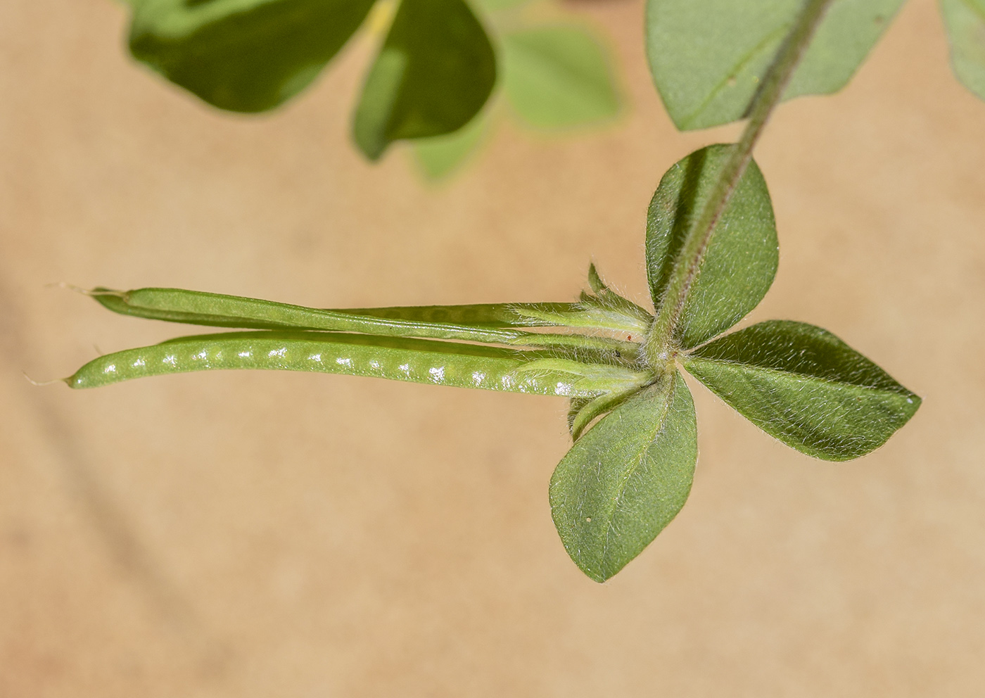 Image of Lotus ornithopodioides specimen.