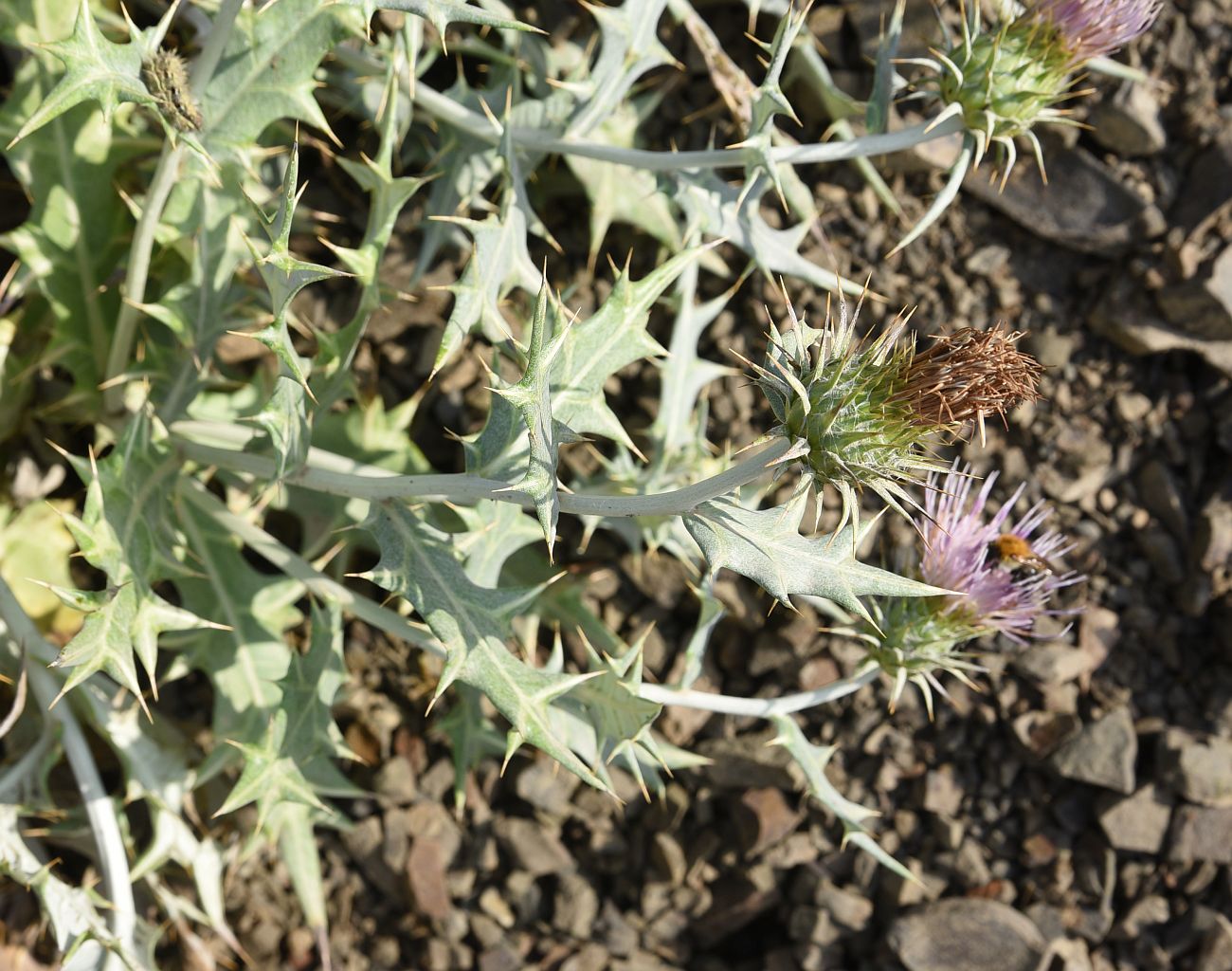 Image of Lamyropsis sinuata specimen.