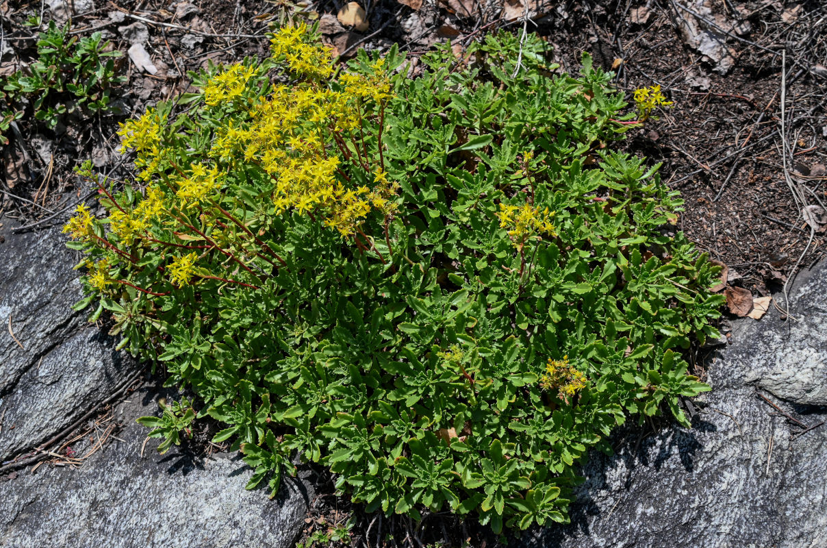 Image of Aizopsis hybrida specimen.