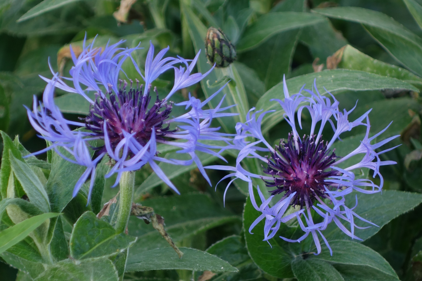 Image of Centaurea montana specimen.