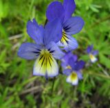 Viola tricolor