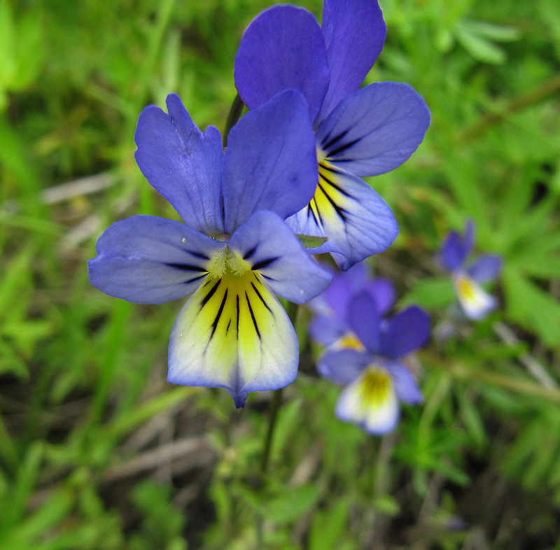 Изображение особи Viola tricolor.