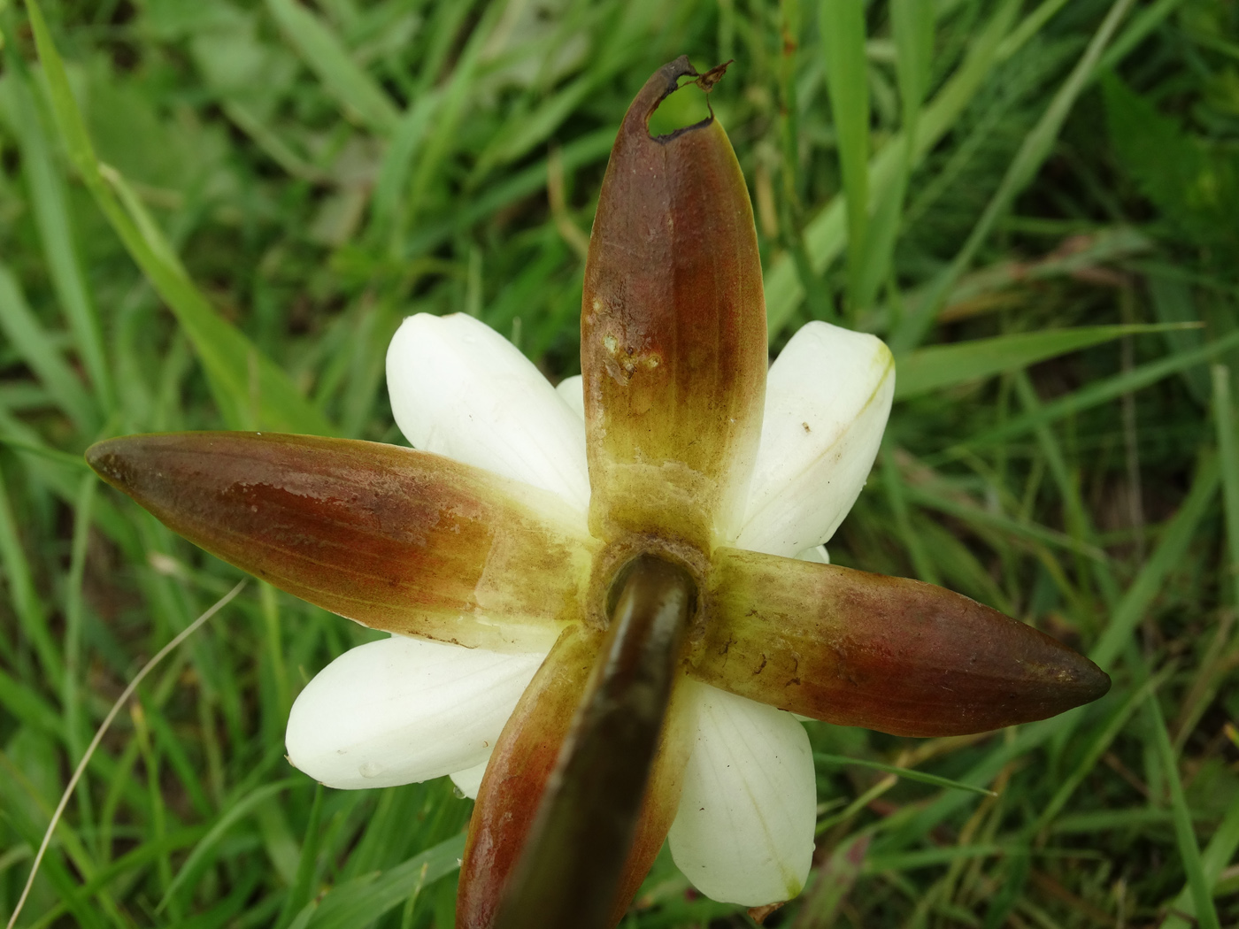 Image of Nymphaea candida specimen.