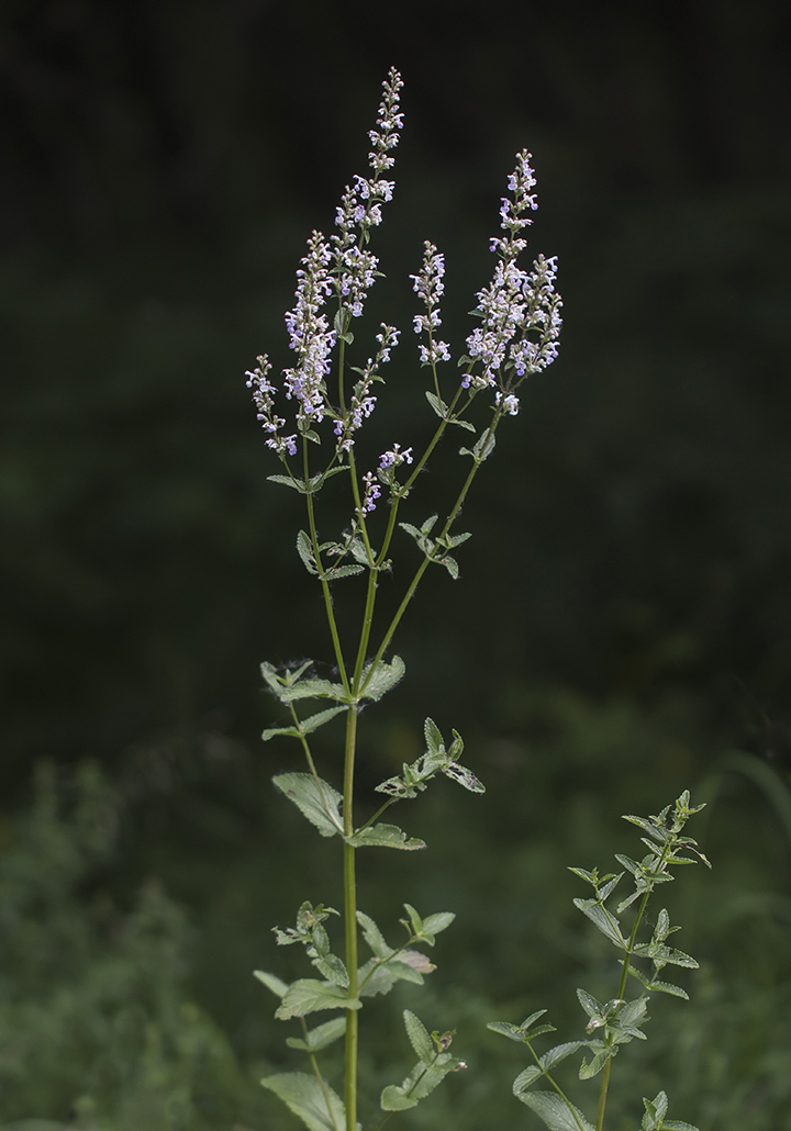 Image of Nepeta nuda specimen.