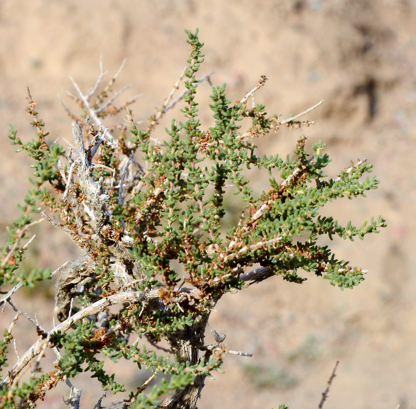 Image of Reaumuria songarica specimen.