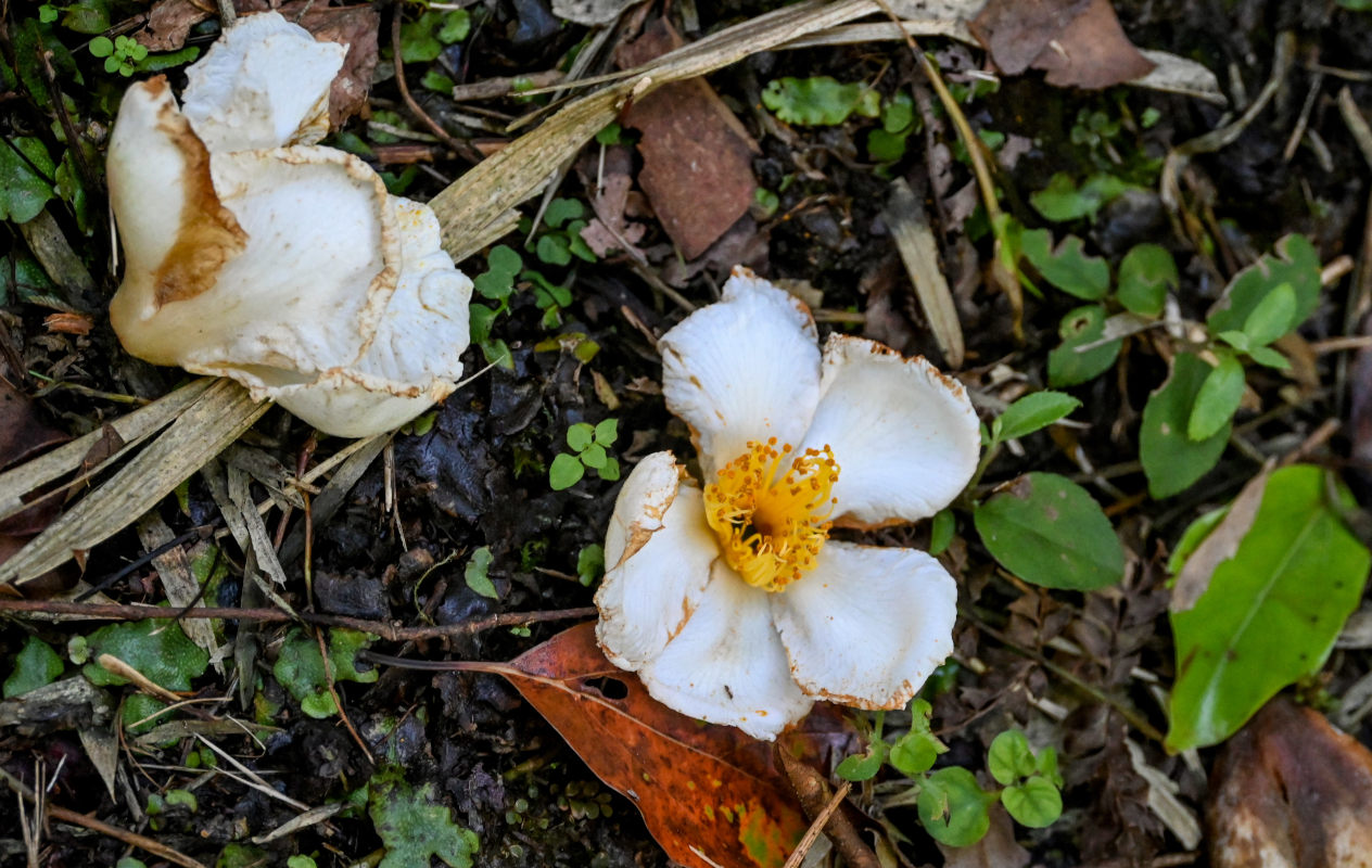 Image of Camellia sasanqua specimen.