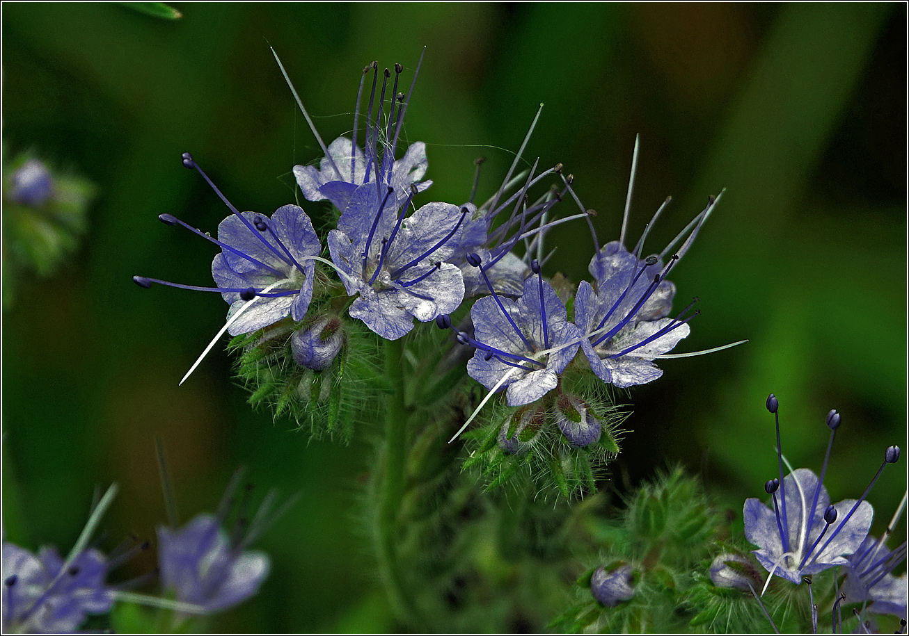 Image of Phacelia tanacetifolia specimen.