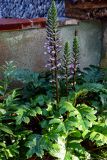 Acanthus mollis. Цветущее растение. Грузия, Аджария, Батумский ботанический сад, в культуре. 16.06.2023.