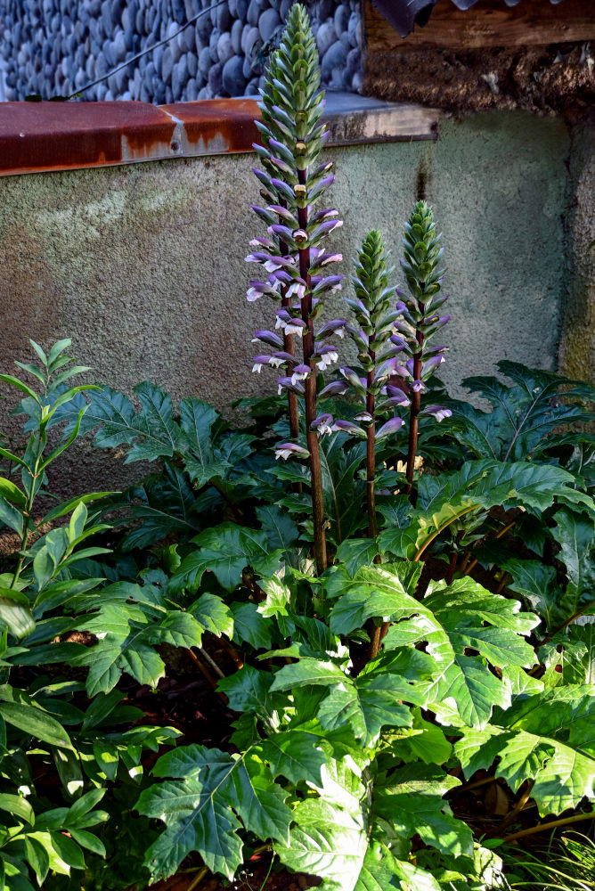 Image of Acanthus mollis specimen.