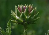 Cynara scolymus