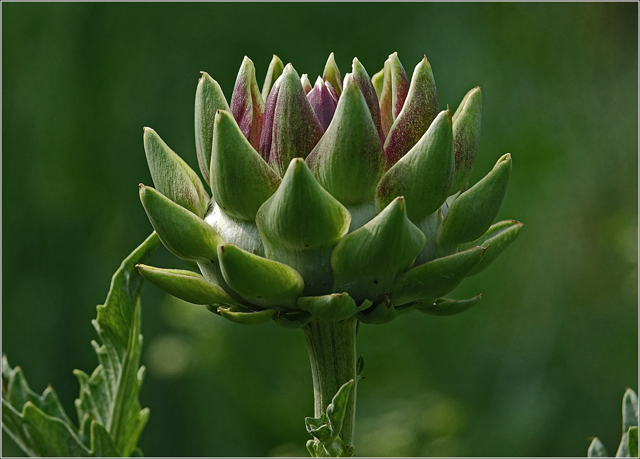 Image of Cynara scolymus specimen.