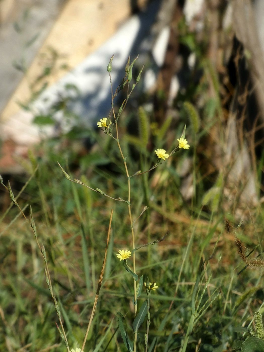 Изображение особи Lactuca serriola.