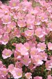 Смотреть изображение Oenothera speciosa