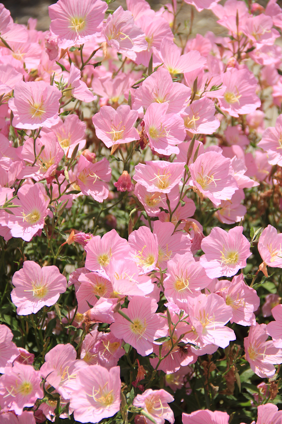 Изображение особи Oenothera speciosa.